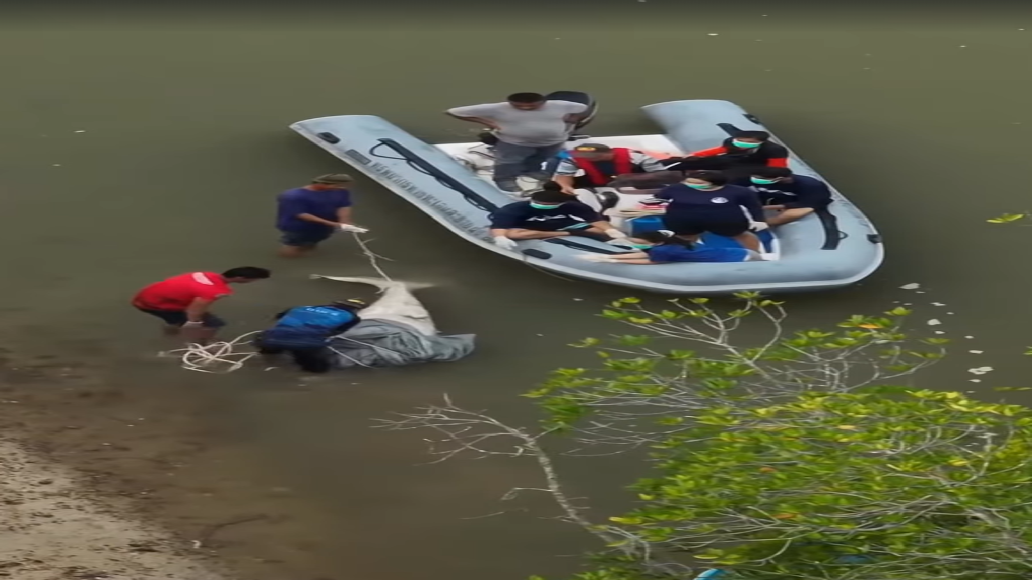 泰国发现无头儒艮尸体,疑因 “好运迷信” 被非法捕杀