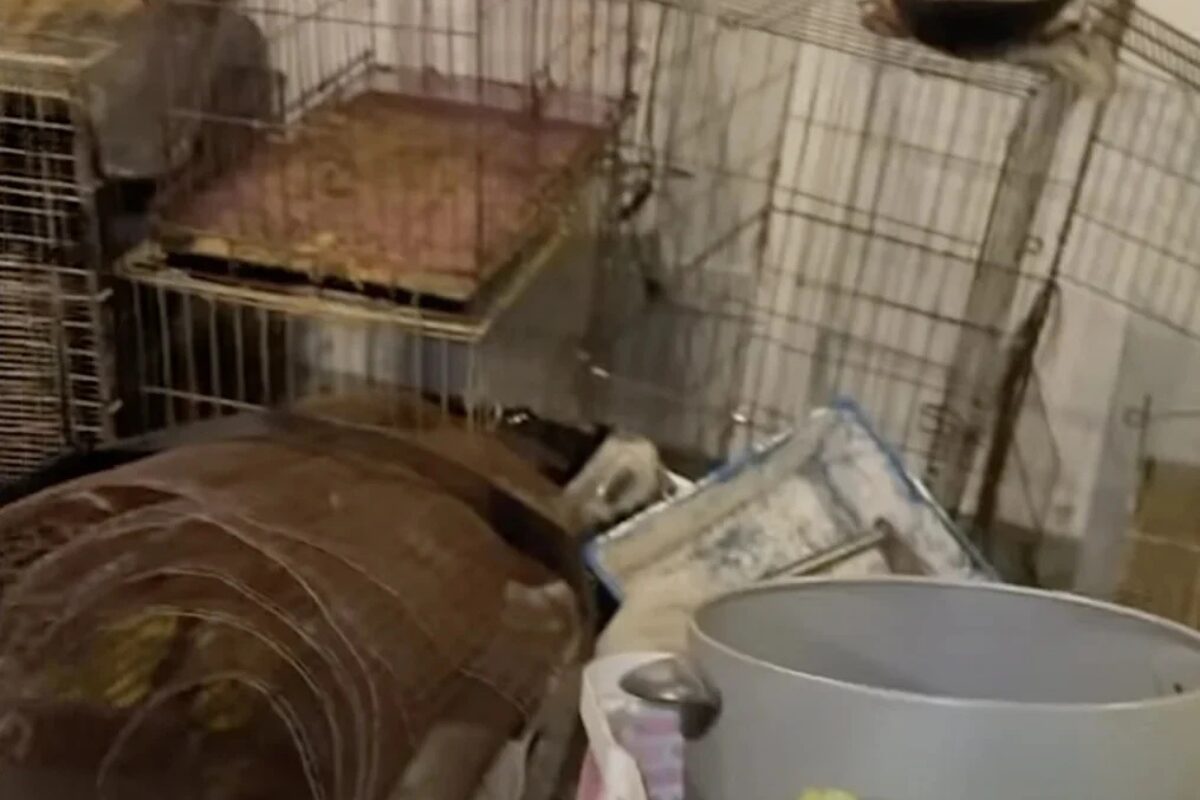 白沙罗达迈惊见动物腐尸 兽医局全面调查