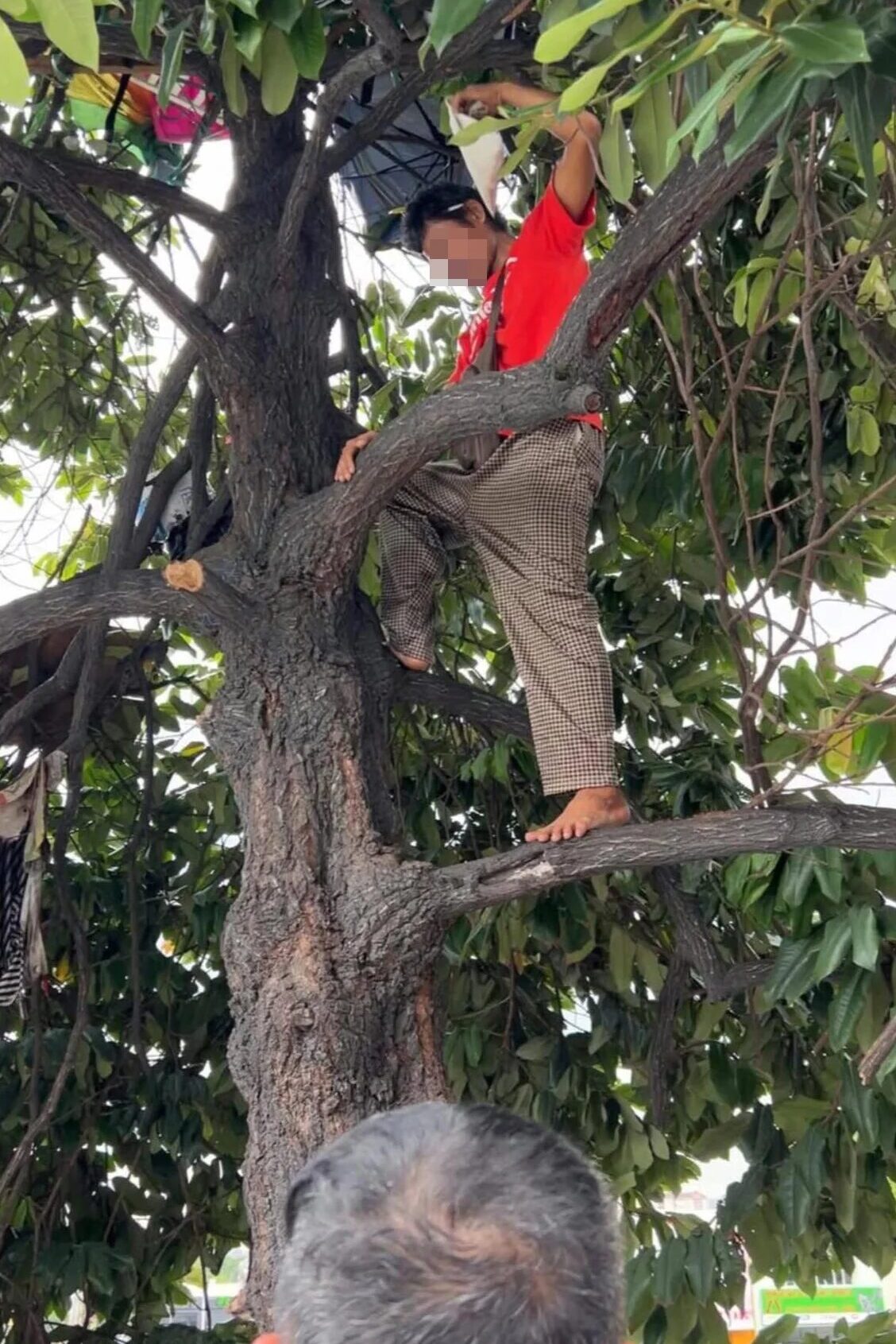 吉隆坡男子因经济困难长期树上居住